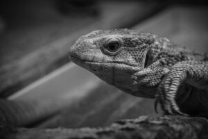 毛ガニの通販で人気の口コミはどこで見られる？