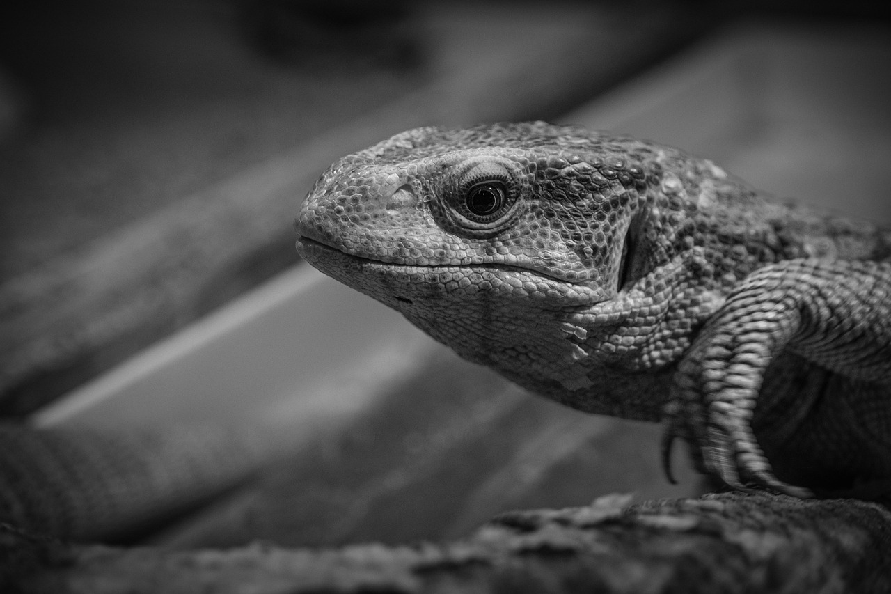 毛ガニの通販で人気の口コミはどこで見られる？