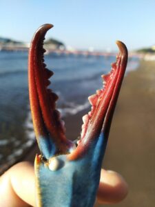 毛蟹の甲羅詰めを通販で楽しむためのおすすめ商品は？