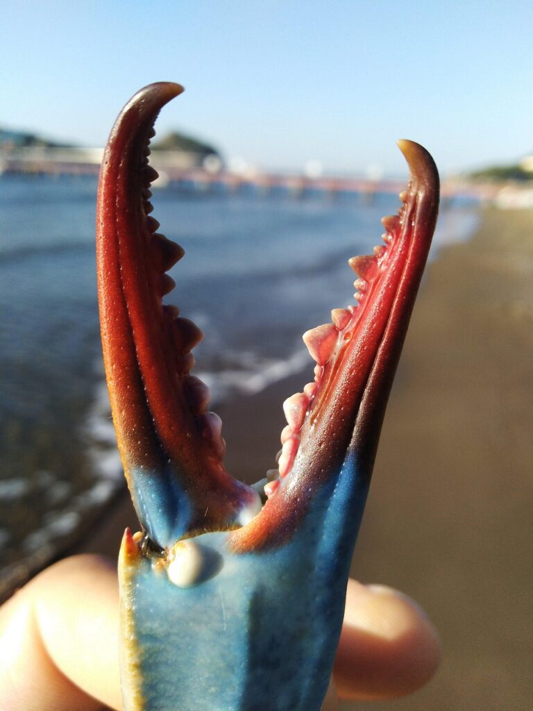 毛蟹の甲羅詰めを通販で楽しむためのおすすめ商品は？