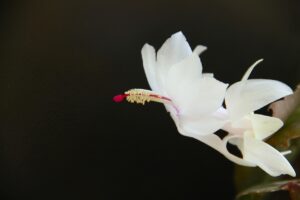 蟹鍋セットの通販での口コミはどうなっている？