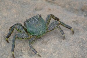 大人数で楽しむカニの通販セットはどこで購入できる？