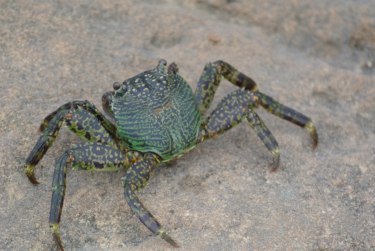 大人数で楽しむカニの通販セットはどこで購入できる？