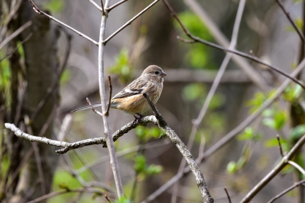 お歳暮にぴったりな紅ズワイガニの通販で安いおすすめ商品は？