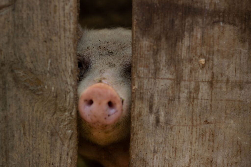 かに本舗の年末年始注文はいつまで可能ですか？