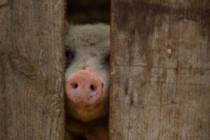 かに本舗の年末年始注文はいつまで可能ですか？