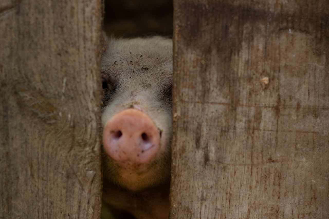 かに本舗の年末年始注文はいつまで可能ですか？