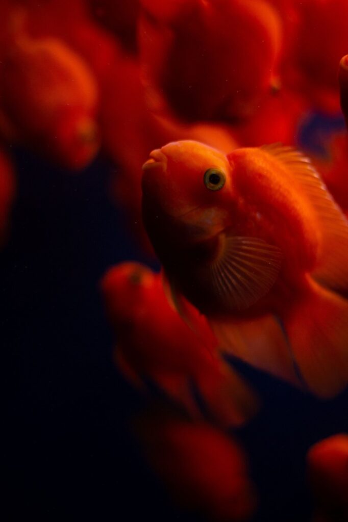 年末年始におすすめのカニお取り寄せ通販は？