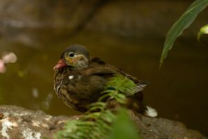 年末年始におすすめのカニ通販予約方法は？