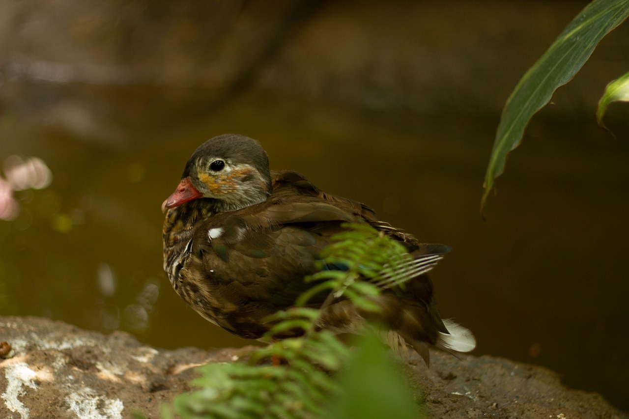 年末年始におすすめのカニ通販予約方法は？
