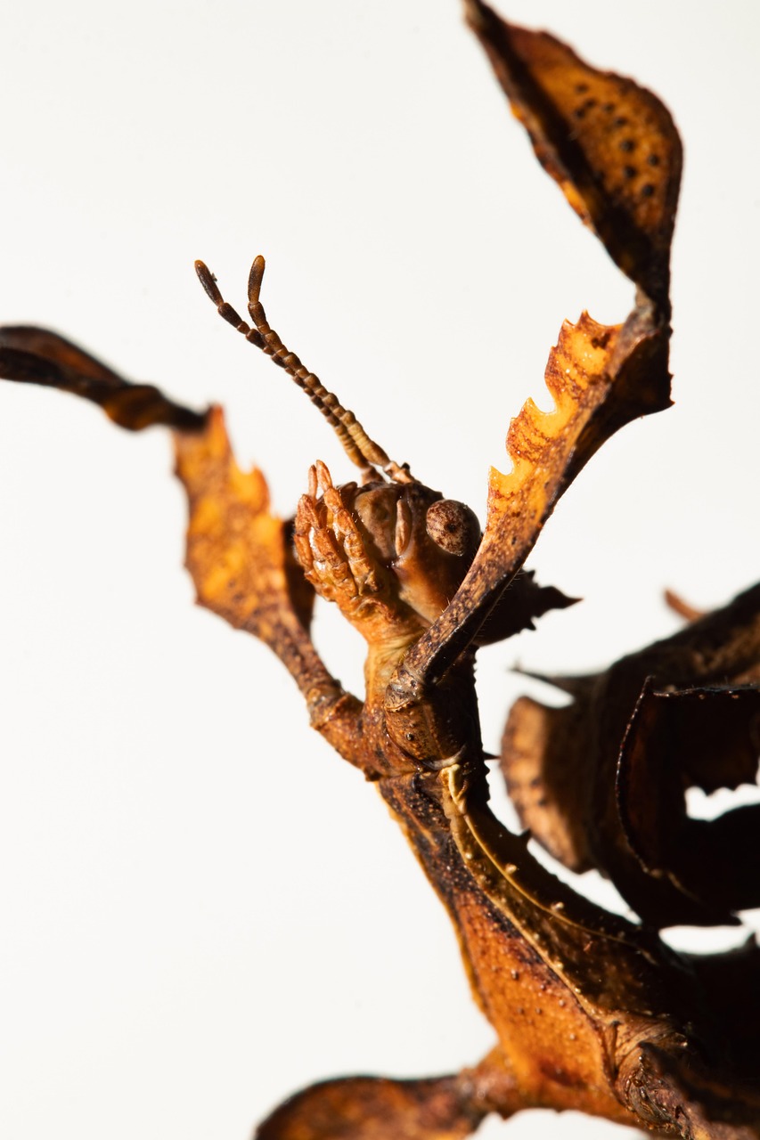 ボイルズワイガニの違いはどっちを選ぶべき？