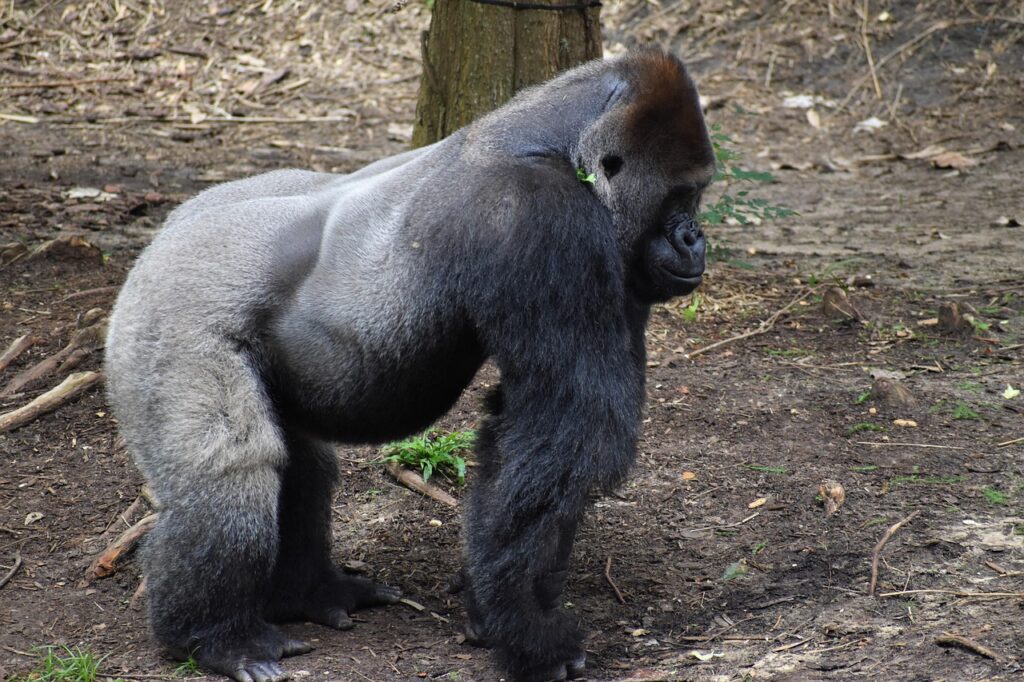 2025年のお歳暮におすすめのカニはどれ？