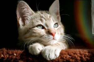 カニ通販で甘みが強い種類はどれがおすすめ？