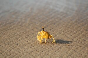 カニ通販の相談はどこにすればいい？