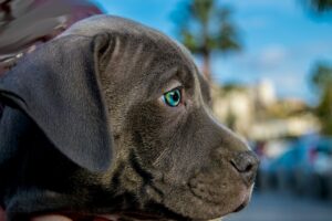 正月におすすめのカニお取り寄せランキングはどれが人気？