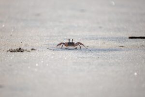 正月におすすめのカニ通販はどれ？口コミを徹底比較！