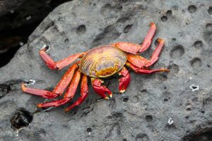 正月の松葉ガニ通販ランキングはどれが一番おすすめ？