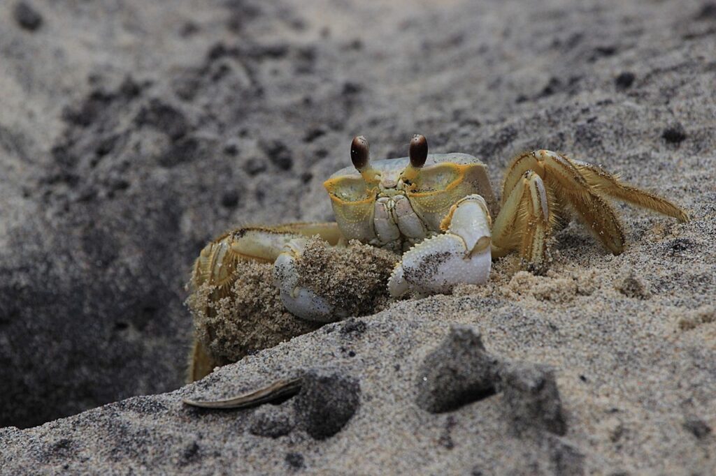 お歳暮のカニ、料金はどれくらいが相場？