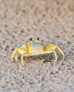 カニの通販、どれが一番お得？比較して失敗しない選び方は？