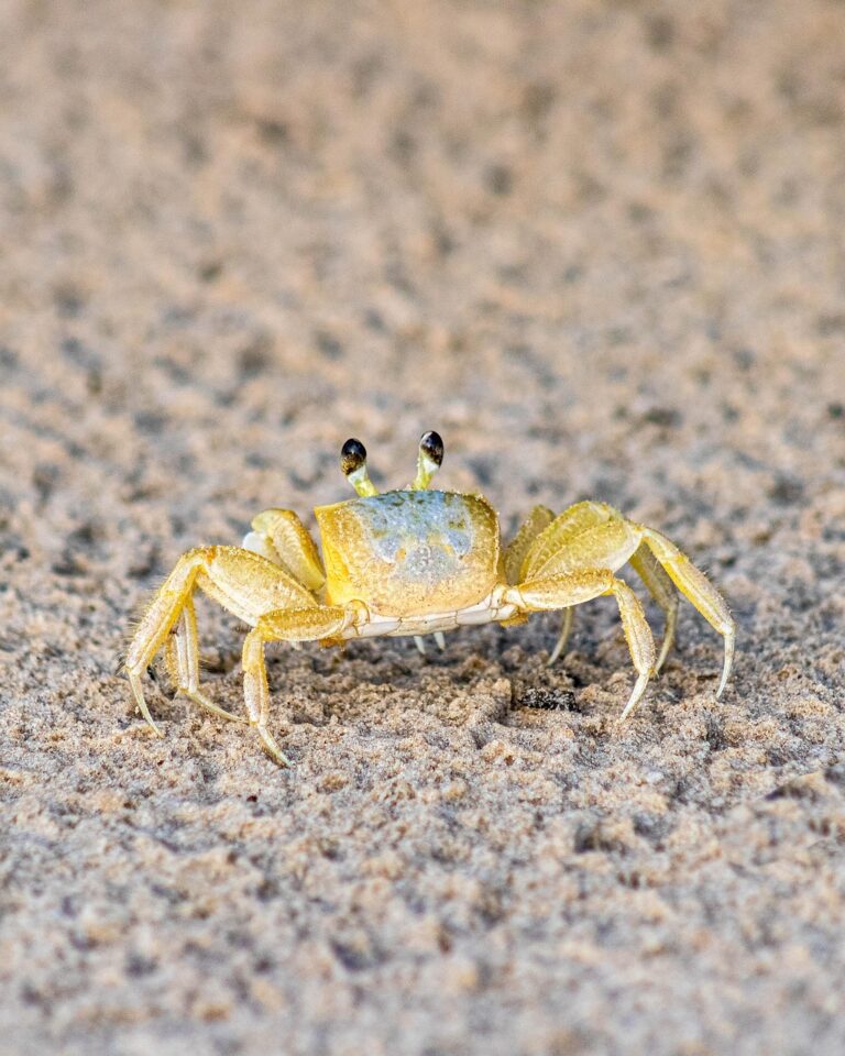 カニの通販、どれが一番お得？比較して失敗しない選び方は？