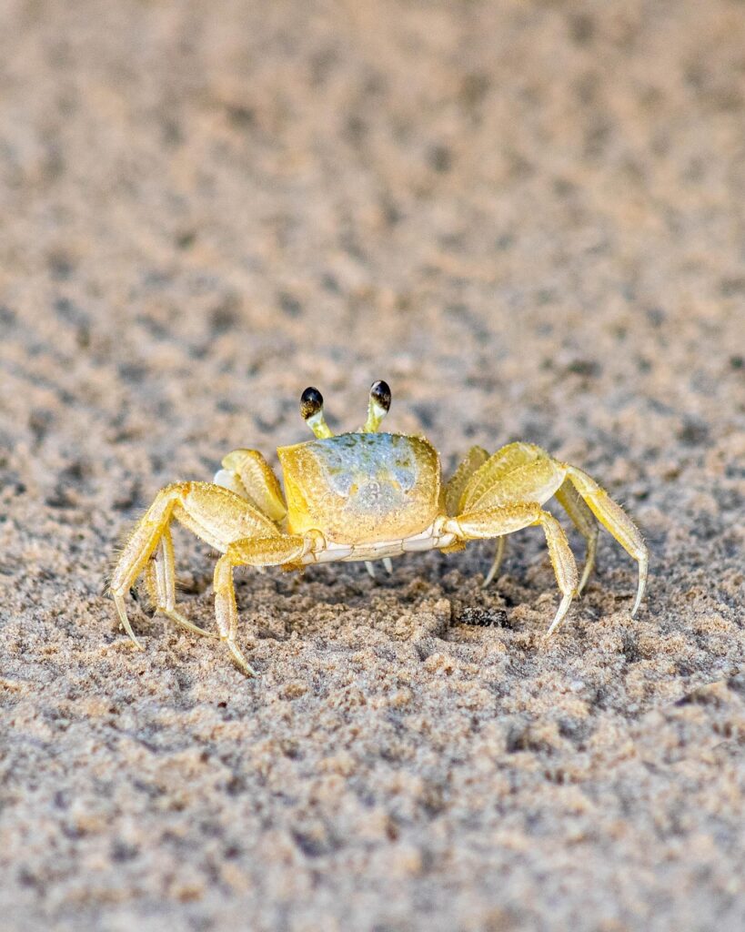 カニの通販、どれが一番お得？比較して失敗しない選び方は？